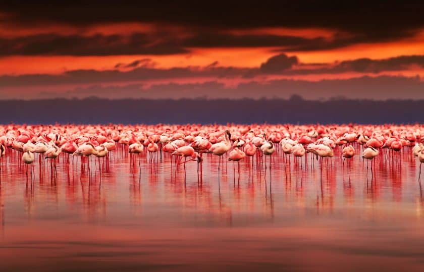 Flamingos