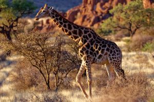 Parque Namib-Naukluft - Namíbia, África