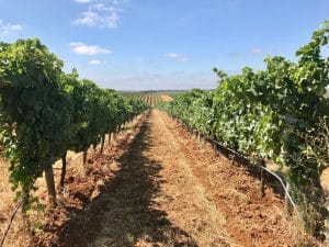 Herdade do Esporão - Alentejo, Portugal