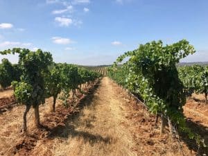 Herdade do Esporão - Alentejo, Portugal