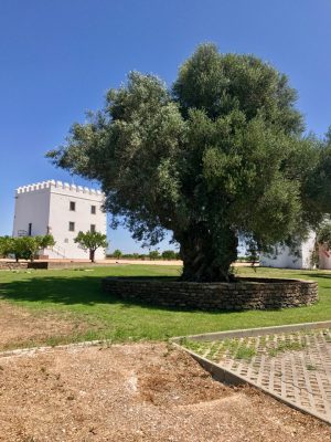 Herdade do Esporão - Alentejo, Portugal