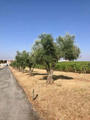 Adega Cartuxa - Alentejo, Portugal