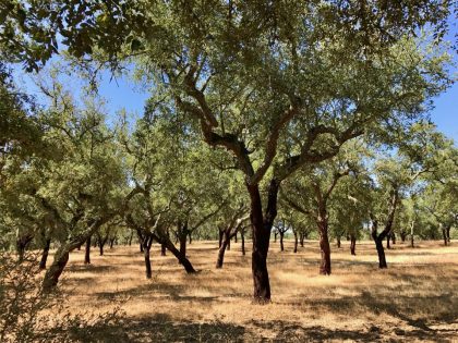 Alentejo - Portugal