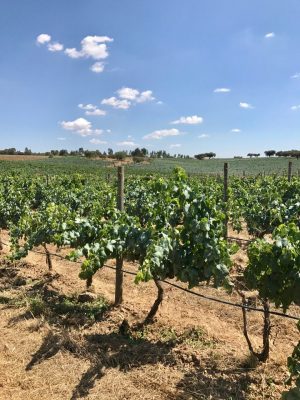 Herdade da Malhadinha Nova - Alentejo, Portugal