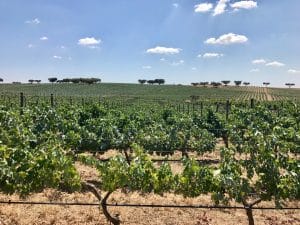 Herdade da Malhadinha Nova - Alentejo, Portugal