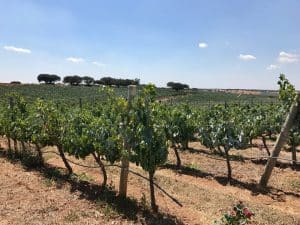 Herdade da Malhadinha Nova - Alentejo, Portugal