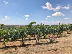 Herdade da Malhadinha Nova - Alentejo, Portugal