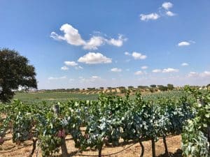 Herdade da Malhadinha Nova - Alentejo, Portugal