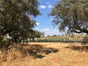 Herdade da Malhadinha Nova - Alentejo, Portugal