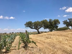 Herdade da Malhadinha Nova - Alentejo, Portugal