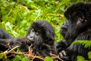 Trekking de Gorilas em Ruanda