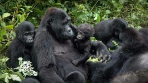 Trekking de Gorilas em Ruanda