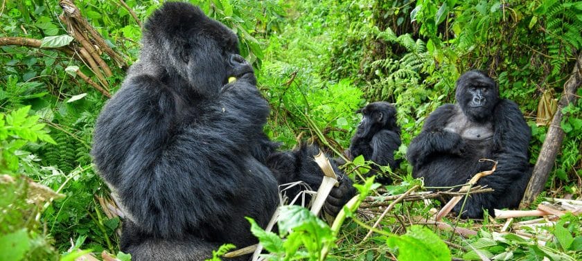 Trekking de Gorilas em Ruanda