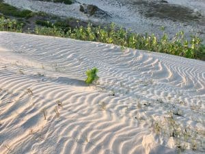 Dunas em Guajiru, Trairi, Ceará