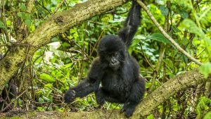 Trekking de Gorilas em Ruanda