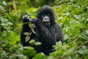 Trekking de Gorilas em Ruanda