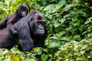 Trekking de Gorilas em Ruanda