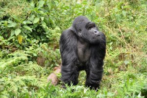 Trekking de Gorilas em Ruanda