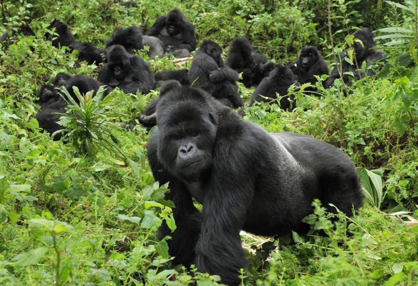 Trekking de Gorilas em Ruanda