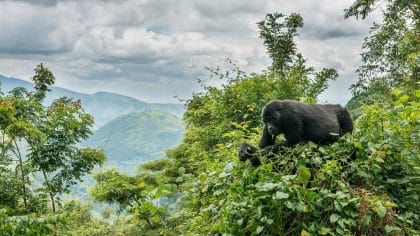 Trekking de Gorilas em Ruanda