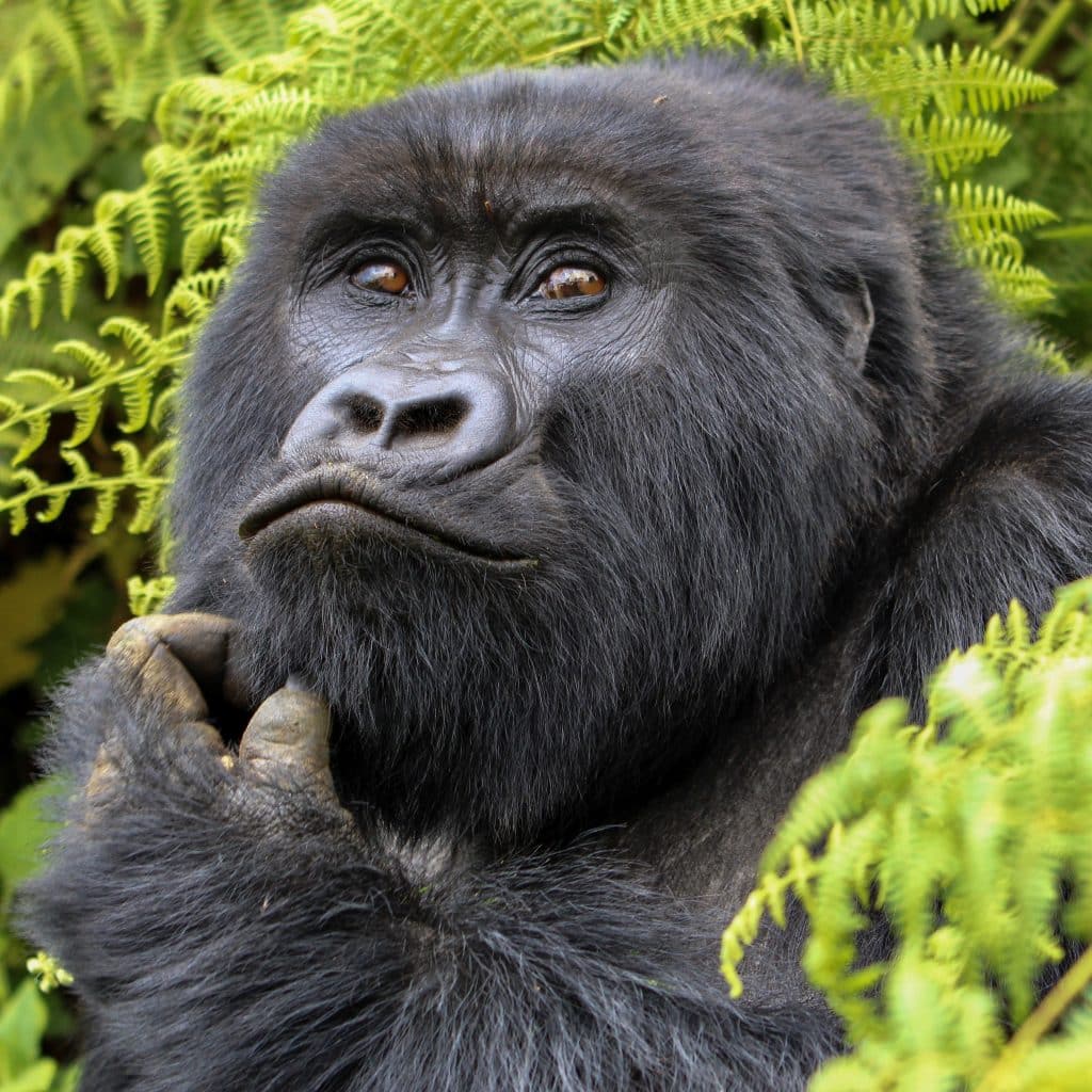 Gorilla Trekking em Ruanda